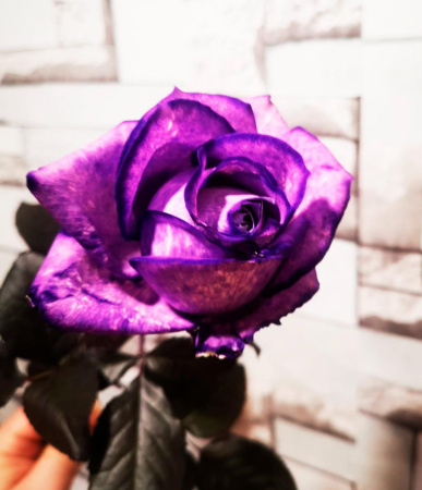 Букет_15 синих роз