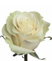 Роза Эквадор Мондиаль под ленту Роза Эквадор Мондиаль под ленту