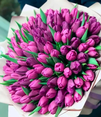 101 фиолетовых тюльпанов
